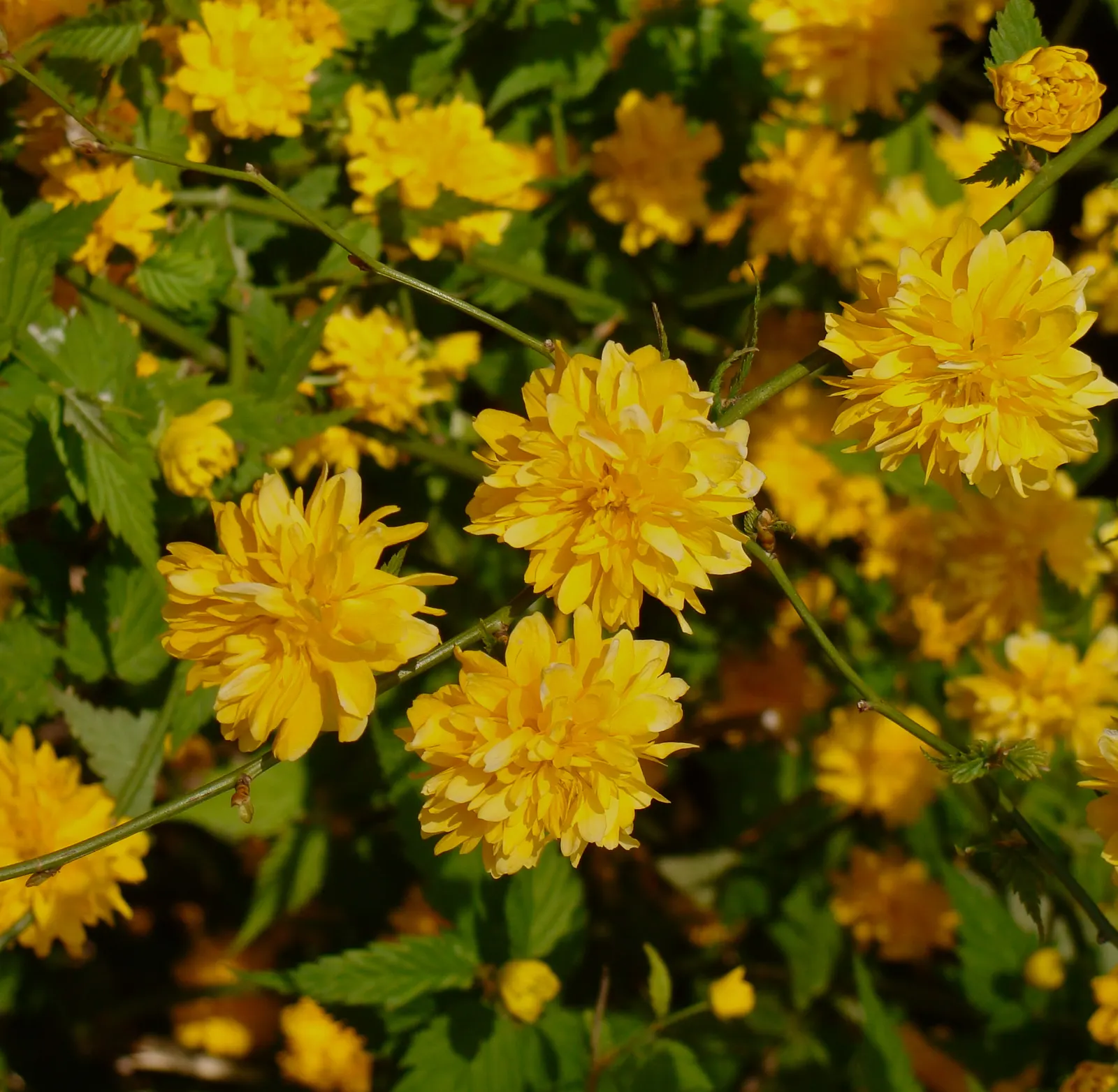 Japanese Double Kerria, Kerrybush (Kerria Japonica 'Pleniflora') — or as a feature in a mixed shrub border