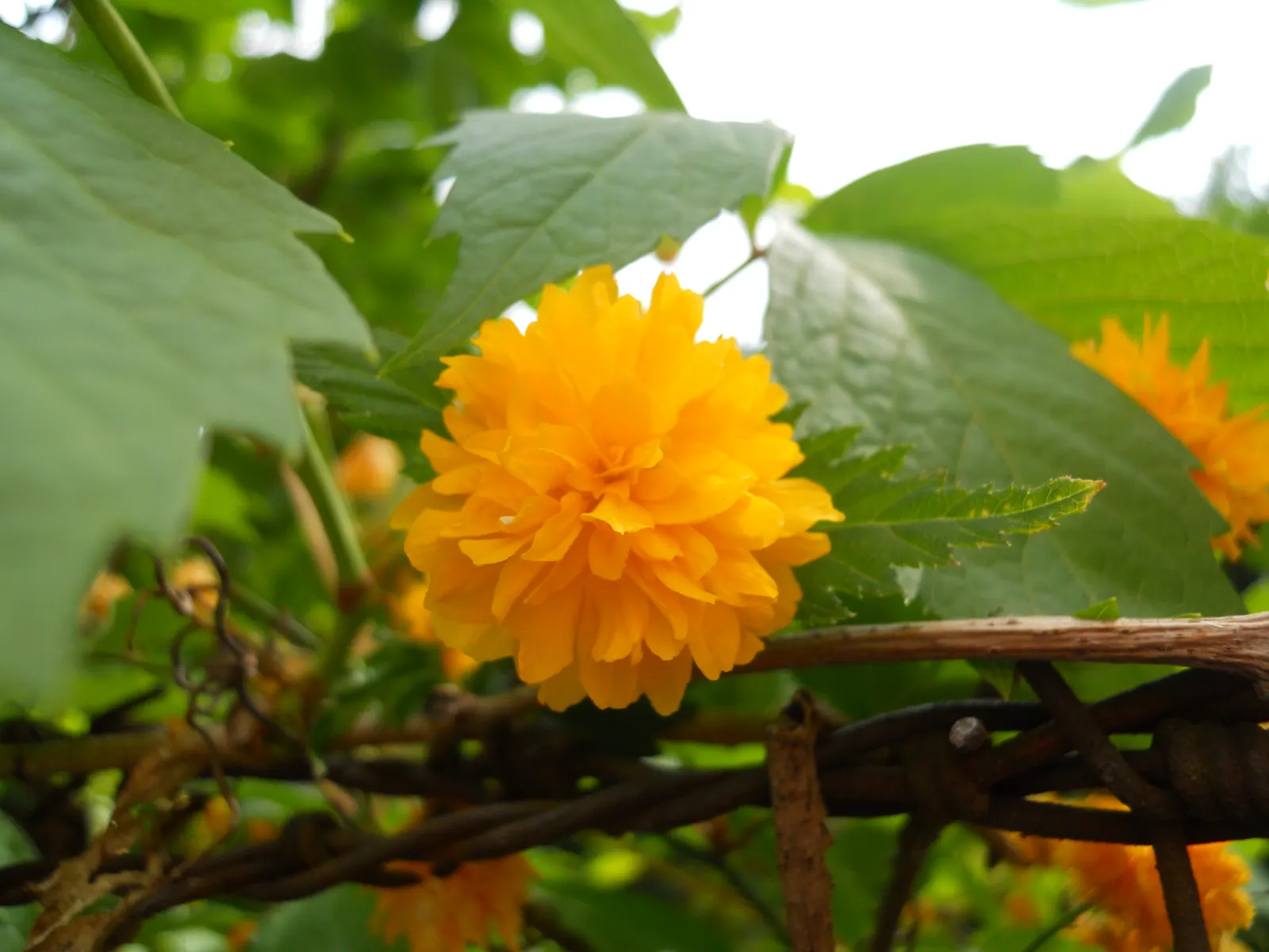 Japanese Double Kerria, Kerrybush (Kerria Japonica 'Pleniflora') — Kerria japonica 'Pleniflora' adds cheerful color to woodland gardens