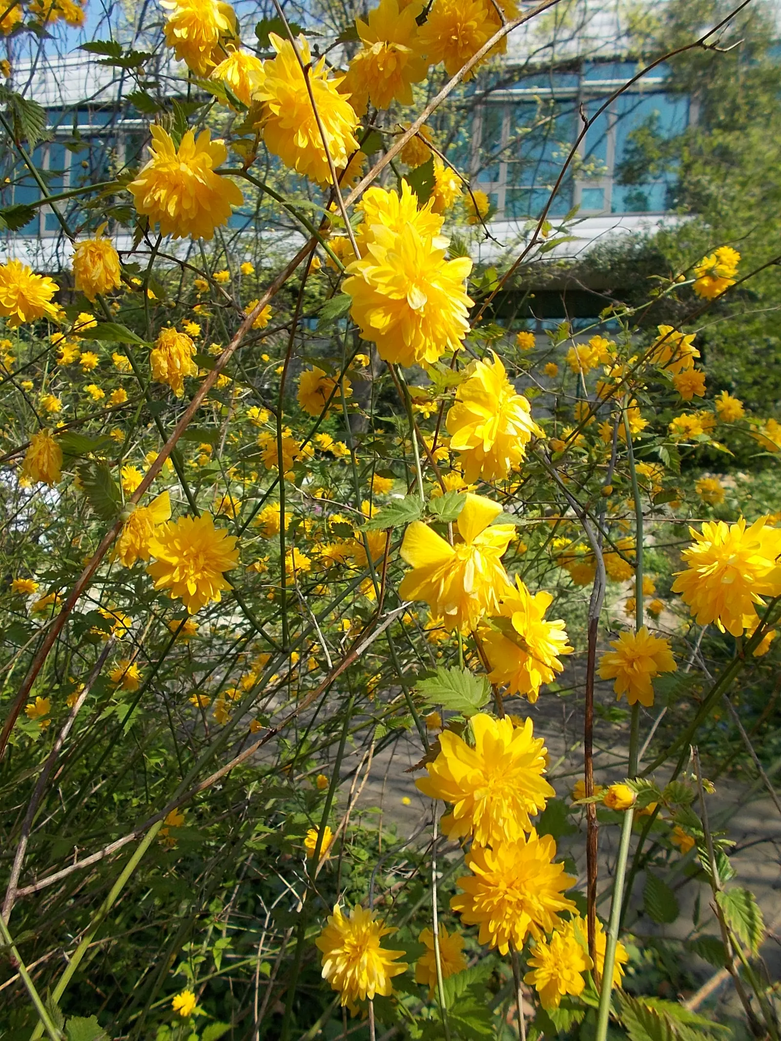 Japanese Double Kerria, Kerrybush (Kerria Japonica 'Pleniflora') — also known colloquially as the Kerria japonica 'Pleniflora'