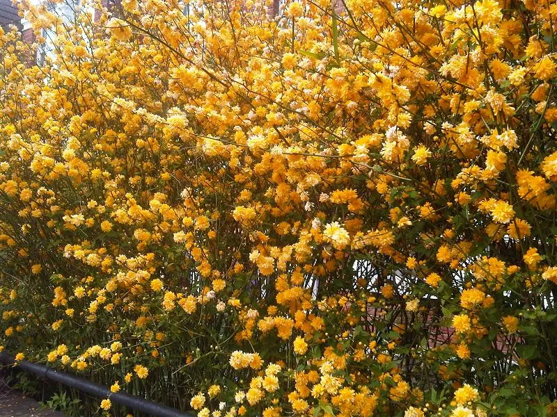 Japanese Double Kerria, Kerrybush (Kerria Japonica 'Pleniflora') — The Japanese Double Kerria