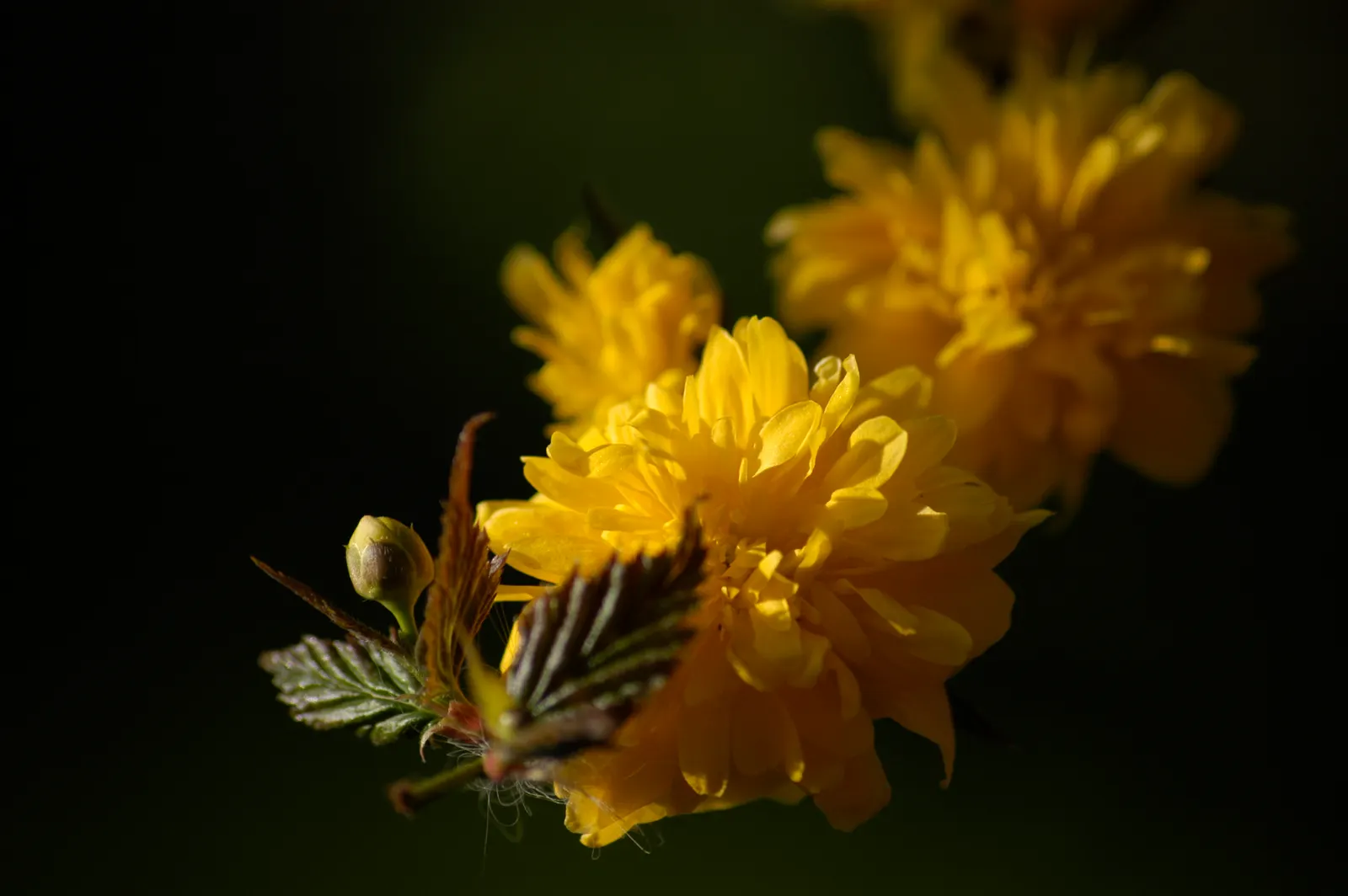 Japanese Double Kerria, Kerrybush (Kerria Japonica 'Pleniflora') — Complementing its springtime flowers