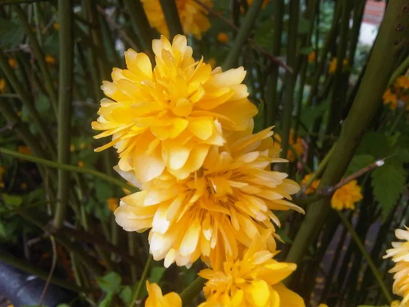 Japanese Double Kerria, Kerrybush (Kerria Japonica 'Pleniflora') — commonly known as Japanese Double Kerria or Kerrybush