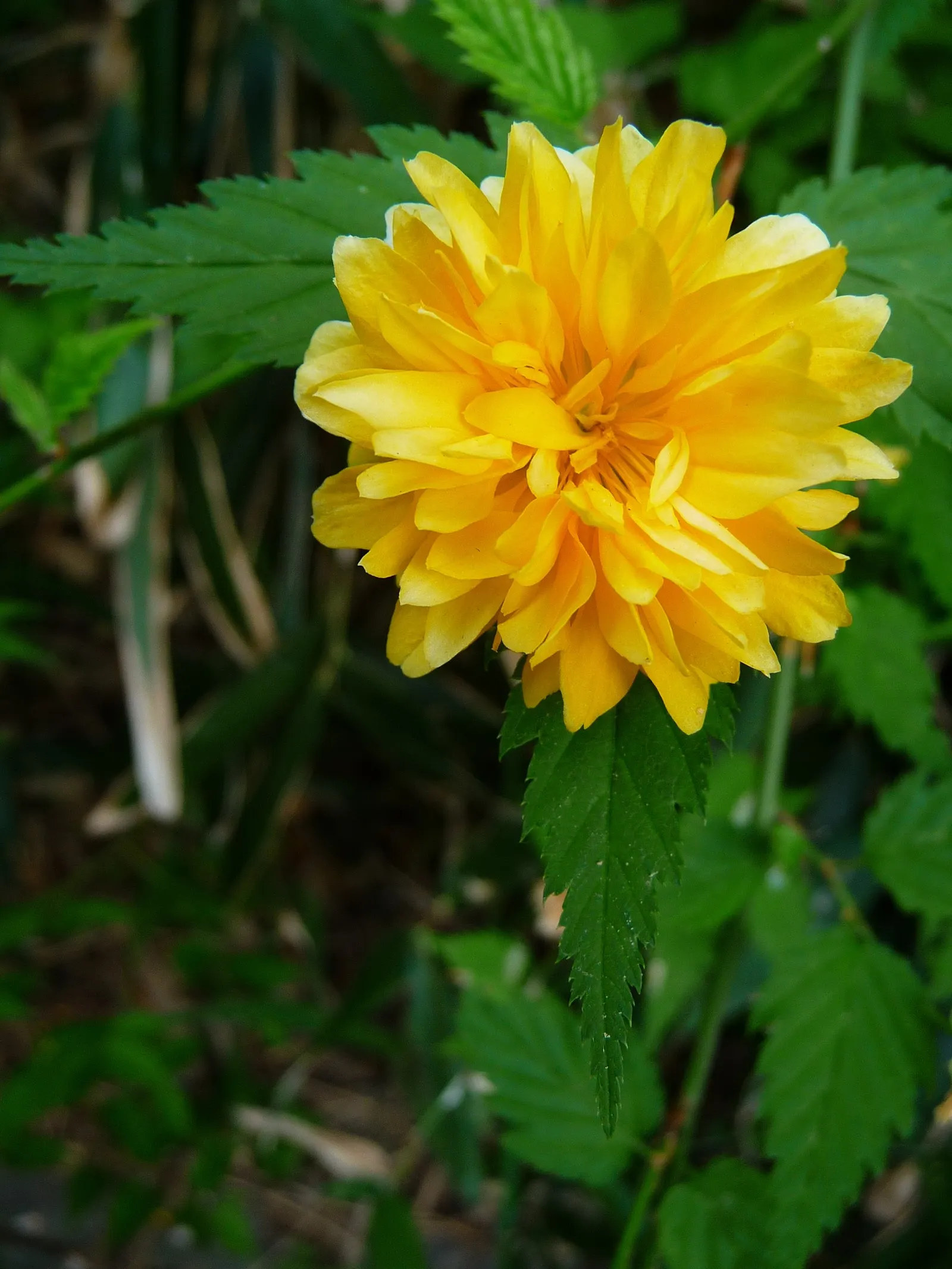 Japanese Double Kerria, Kerrybush (Kerria Japonica 'Pleniflora') — A cultivar of Kerria japonica