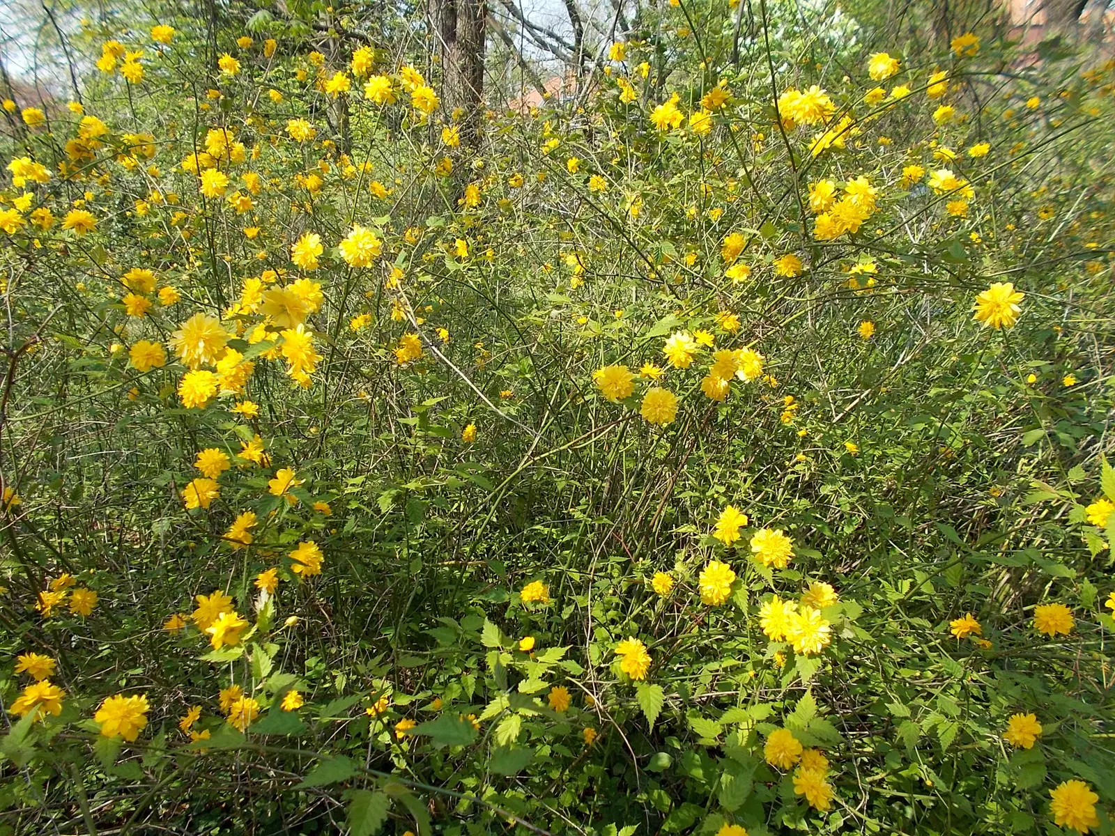 Japanese Double Kerria, Kerrybush (Kerria Japonica 'Pleniflora') — Each blossom measures approximately 1.5 to 2 inches across and is composed of multiple