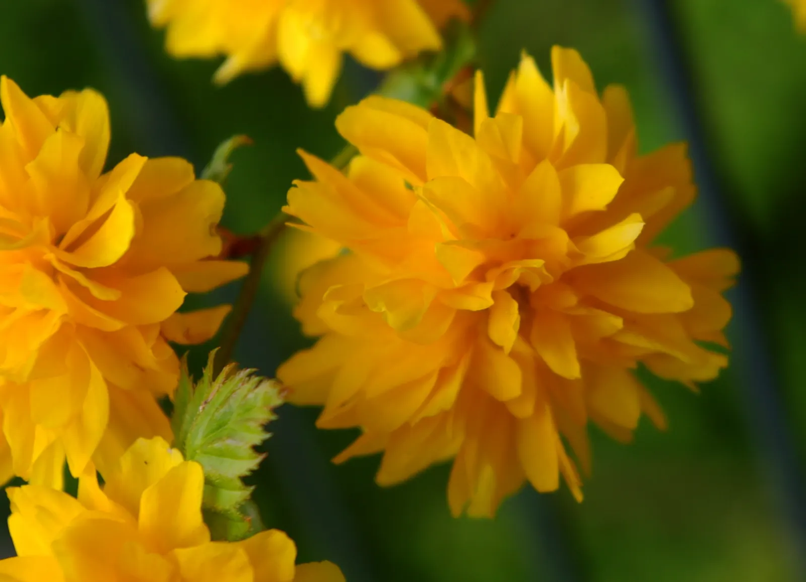 Japanese Double Kerria, Kerrybush (Kerria Japonica 'Pleniflora') — This moderate growth makes it an excellent choice for garden borders