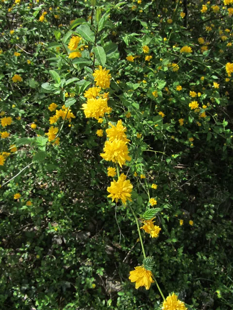 Japanese Double Kerria, Kerrybush (Kerria Japonica 'Pleniflora') — which resemble miniature rose blooms and appear profusely in the spring