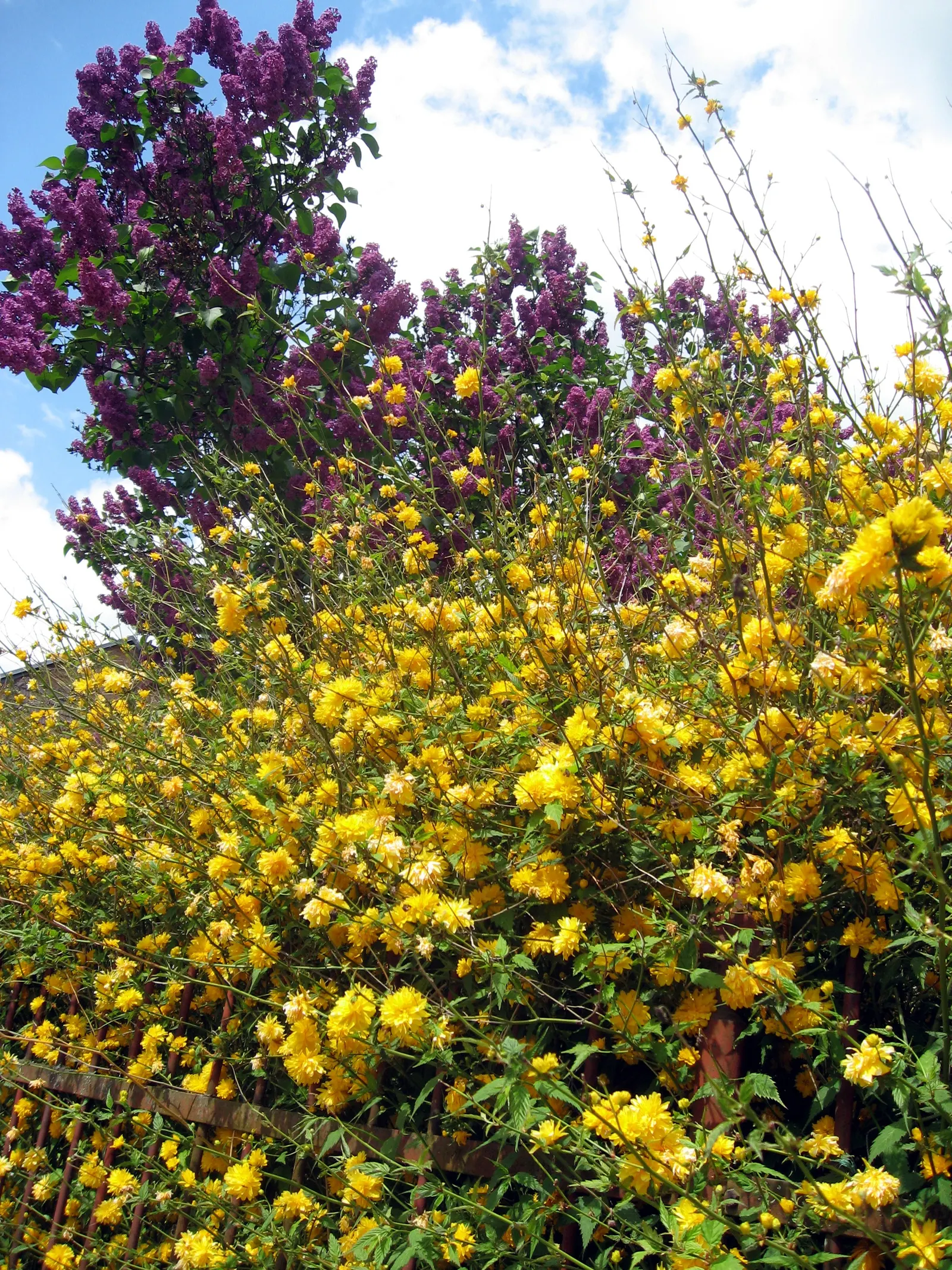 Japanese Double Kerria, Kerrybush (Kerria Japonica 'Pleniflora') — the Kerria japonica 'Pleniflora' reaches an average size of 4 to 6 feet in both height and