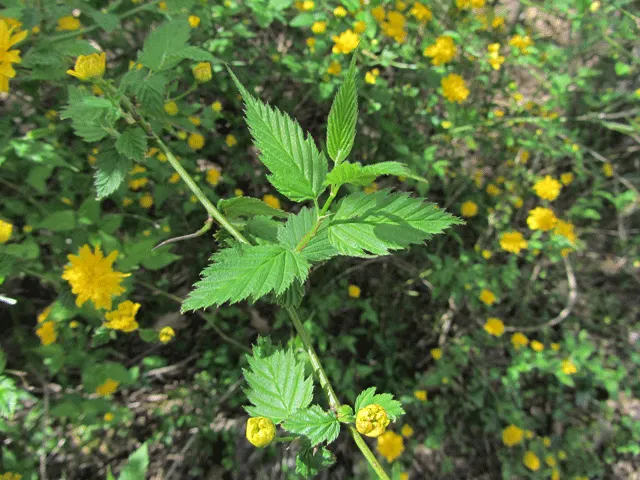 Japanese Double Kerria, Kerrybush (Kerria Japonica 'Pleniflora') — ruffled appearance.<br><br>With an upright and slightly arching growth habit