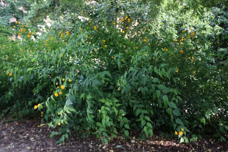 Japanese Double Kerria, Kerrybush (Kerria Japonica 'Pleniflora') — this variety is distinguished by its showy