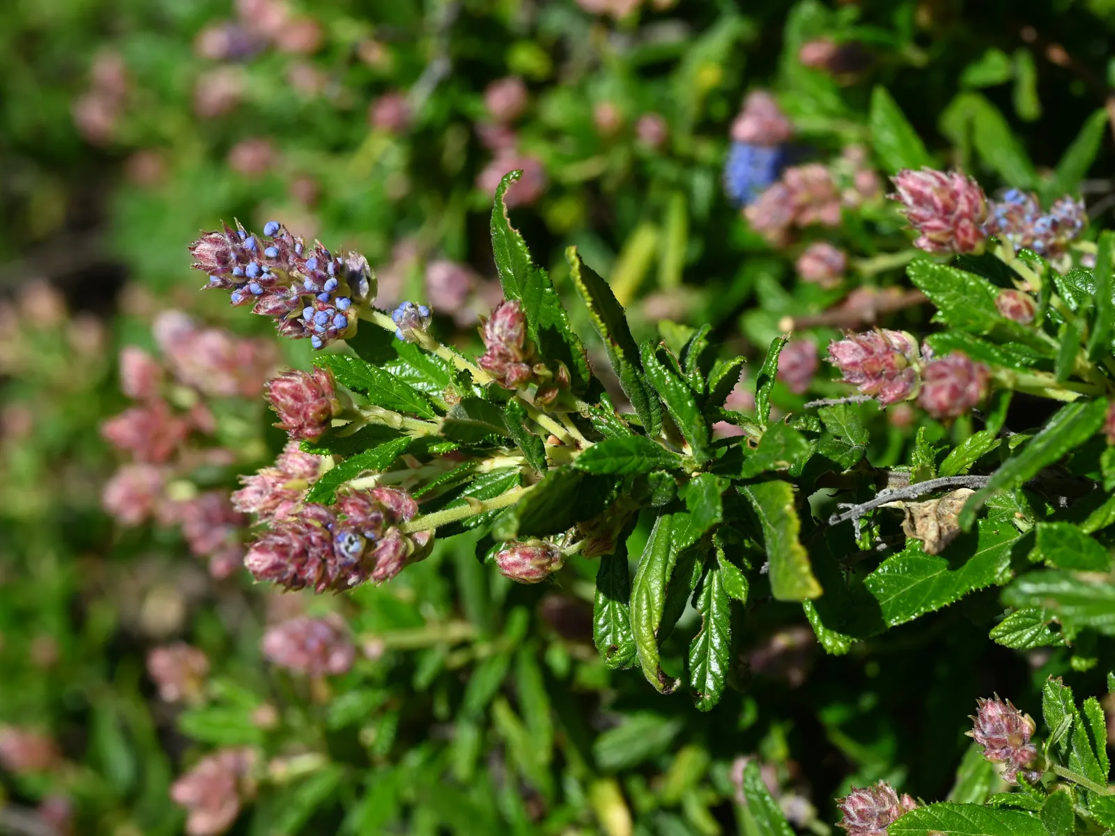 Wheeler Canyon Ceanothus (Ceanothus 'Wheeler Canyon') — Ceanothus 'Wheeler Canyon' is an evergreen shrub with a spreading habit, reaching 6-8 feet tall and wide