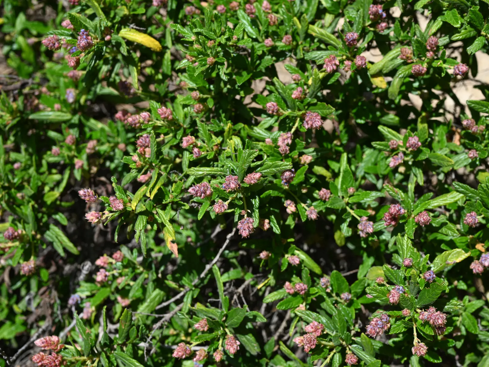 Wheeler Canyon Ceanothus (Ceanothus 'Wheeler Canyon') — Its glossy, dark green leaves complement profuse, fragrant blue flowers in spring