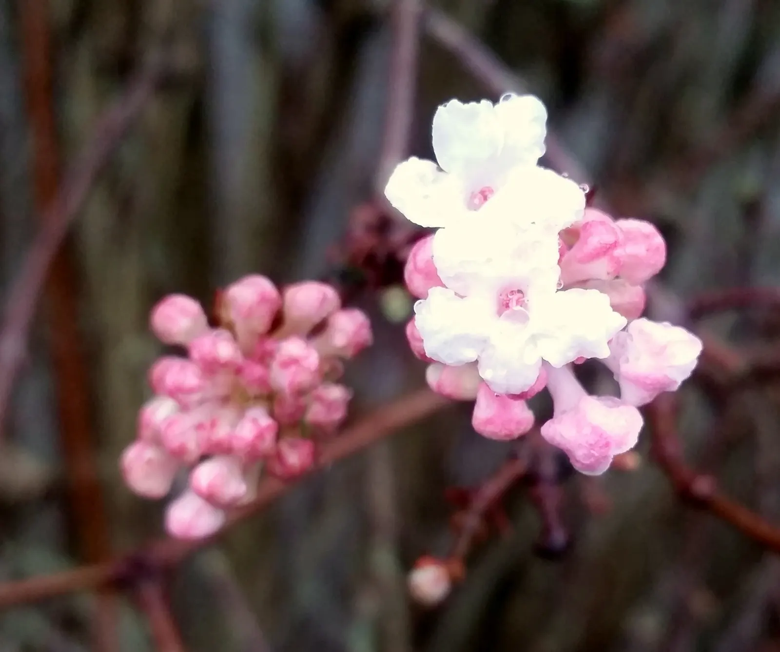 Pink Dawn Viburnum (Viburnum X Bodnantense 'Dawn') — Prefers full sun to partial shade and tolerates a variety of soils