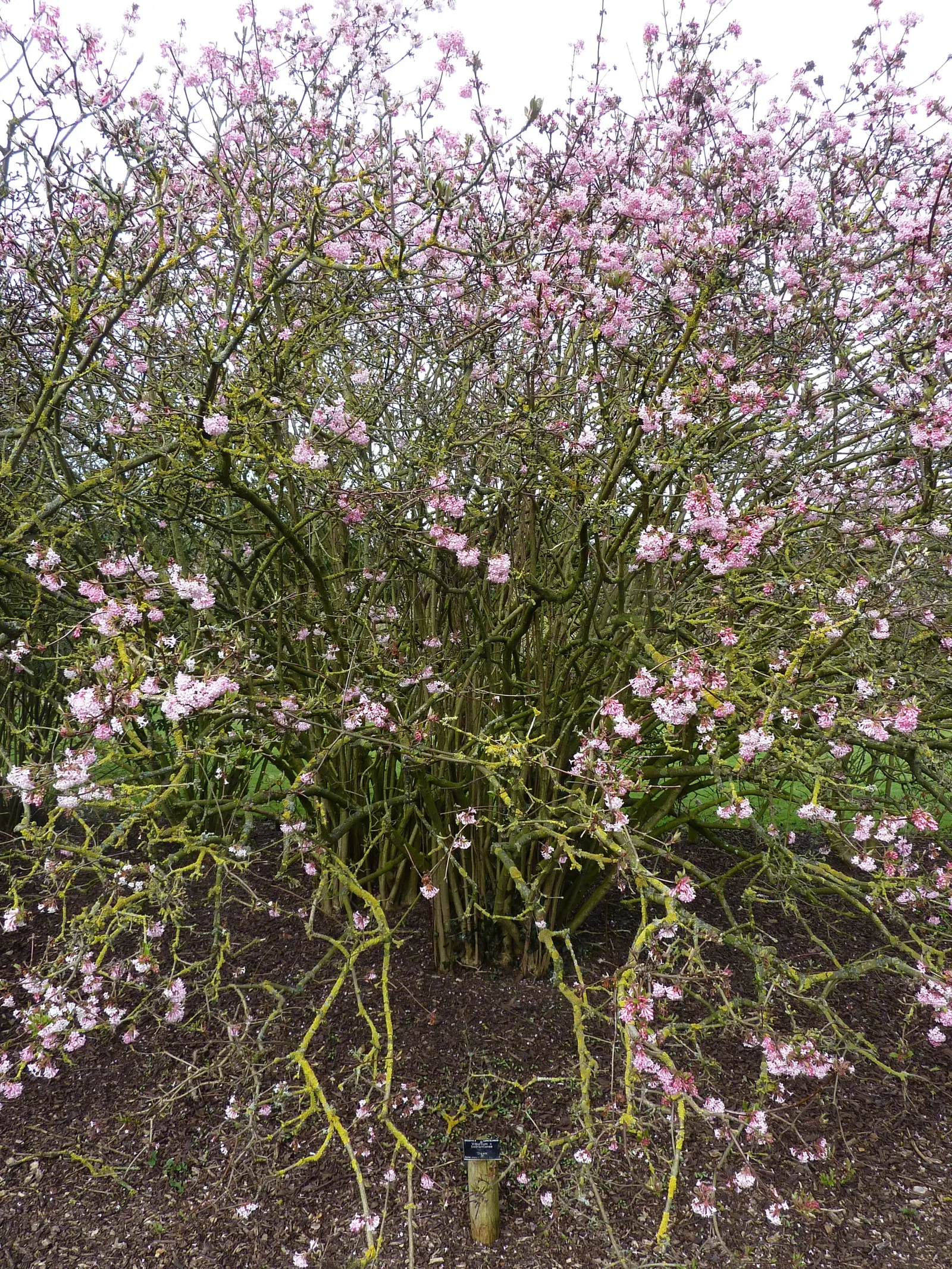 Pink Dawn Viburnum (Viburnum X Bodnantense 'Dawn') — The flowers gently fade to a white hue as they mature