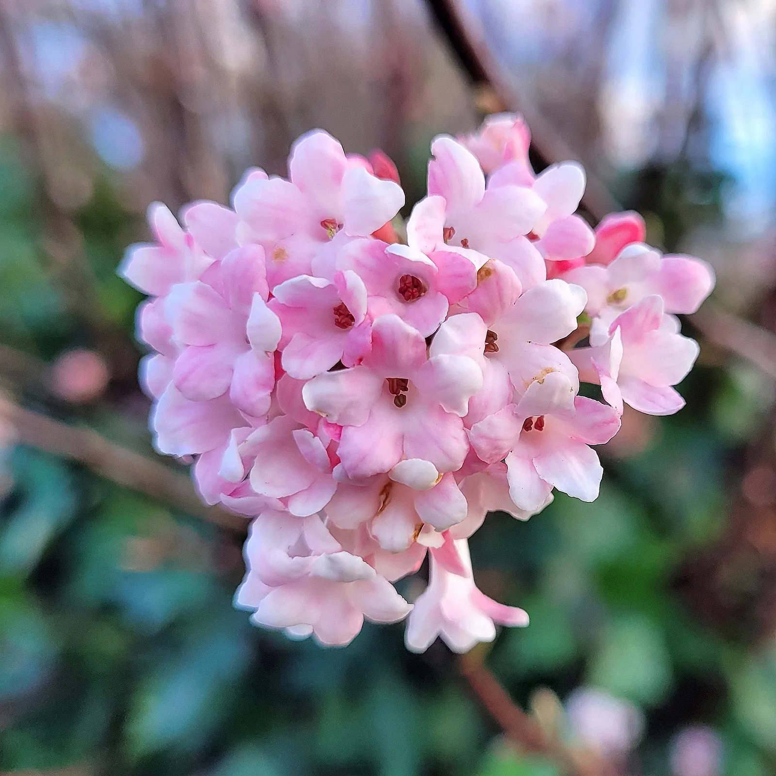 Pink Dawn Viburnum (Viburnum X Bodnantense 'Dawn') — pinkish-white flowers that bloom in late winter to early spring