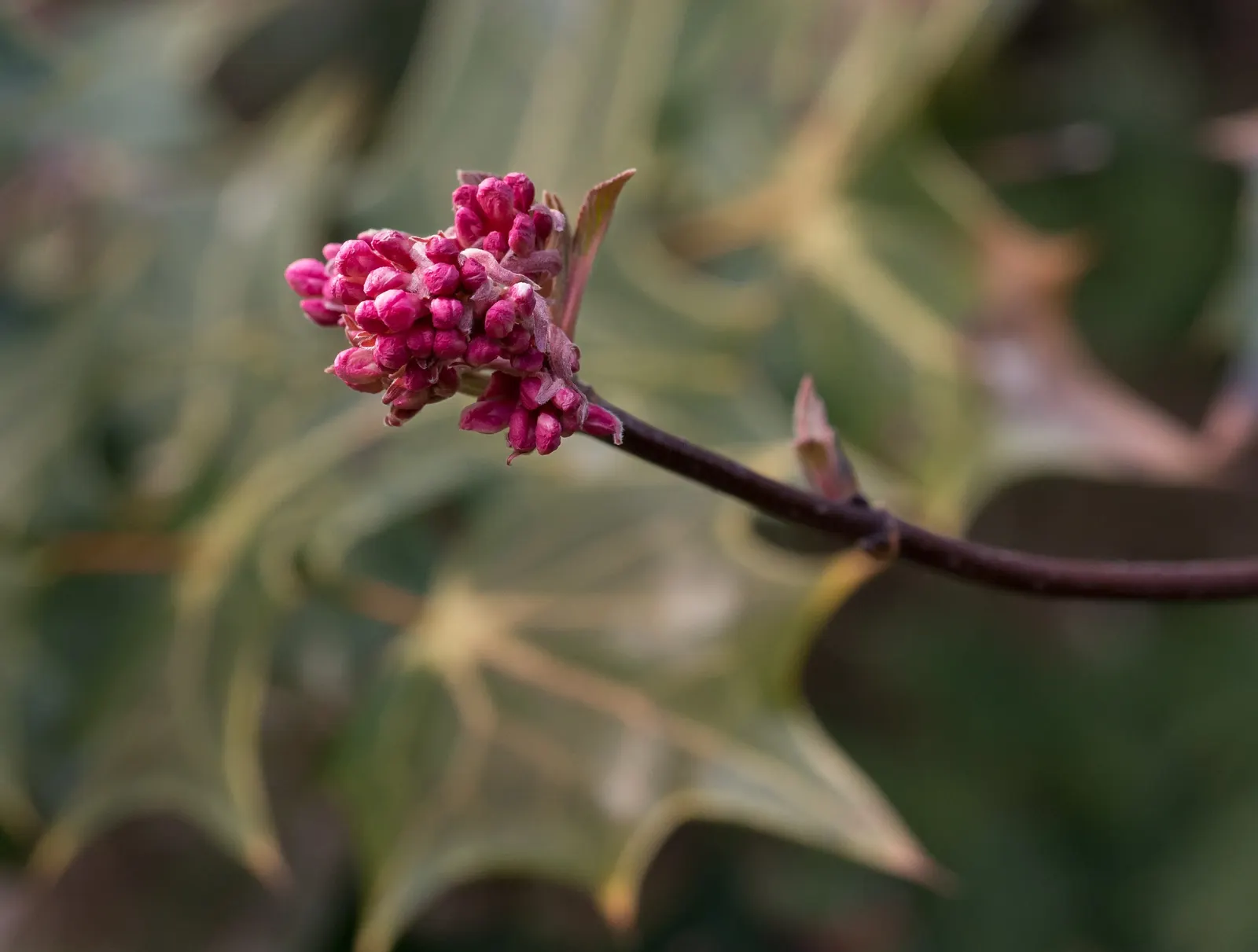 Pink Dawn Viburnum (Viburnum X Bodnantense 'Dawn') — pink-hued blossoms that emerge even before the leaves unfurl