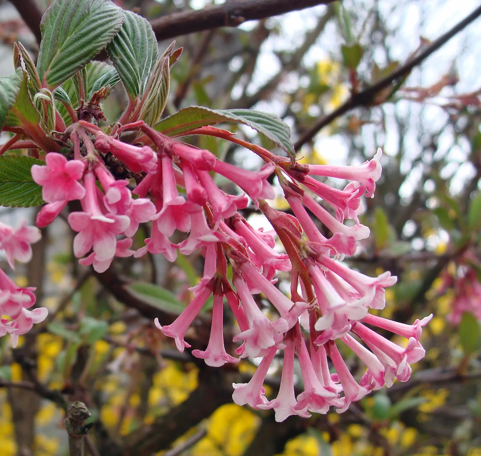 Pink Dawn Viburnum (Viburnum X Bodnantense 'Dawn') — scientifically known as Viburnum x bodnantense 'Dawn'