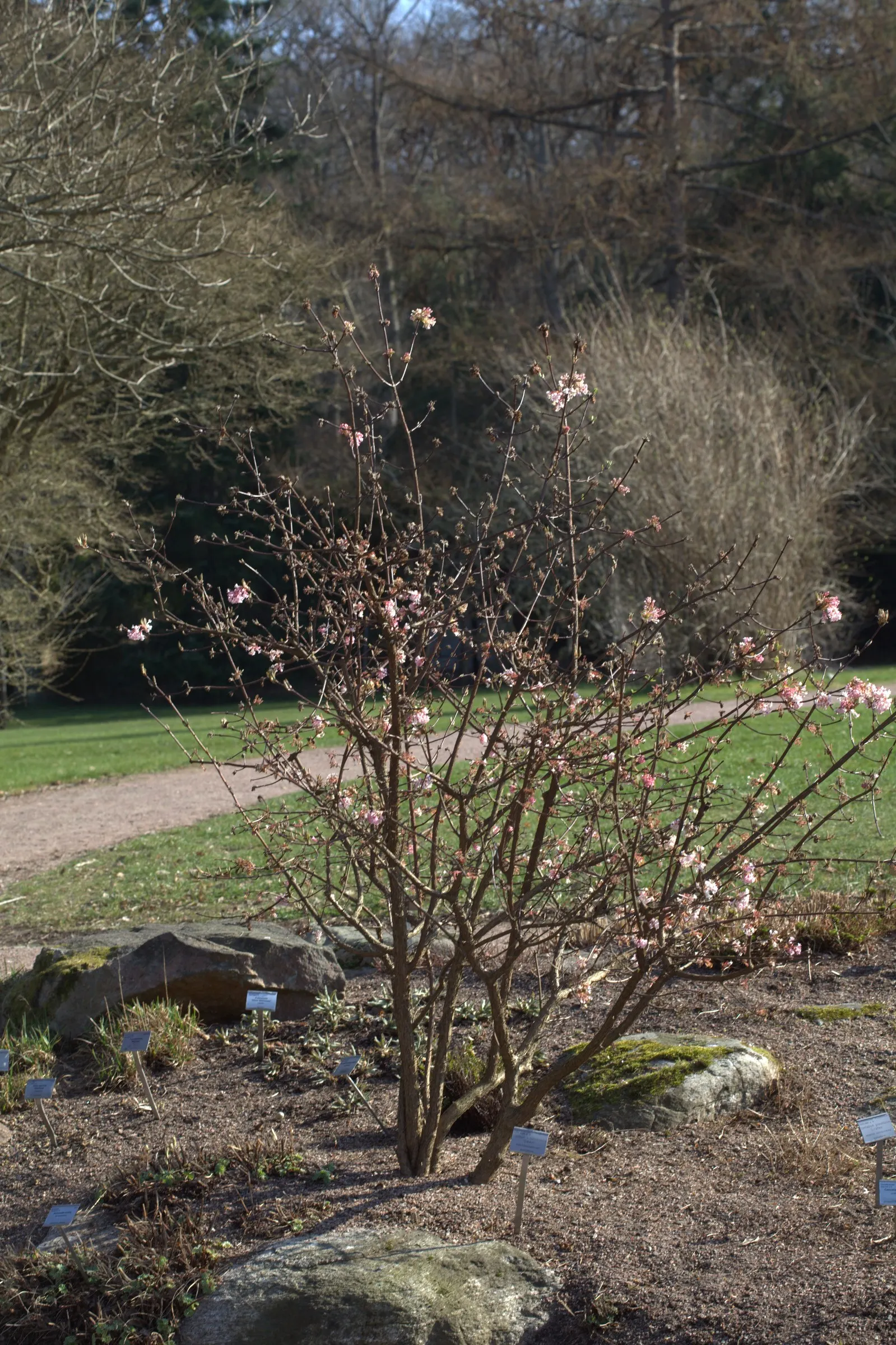 Pink Dawn Viburnum (Viburnum X Bodnantense 'Dawn') — typically from late November to April