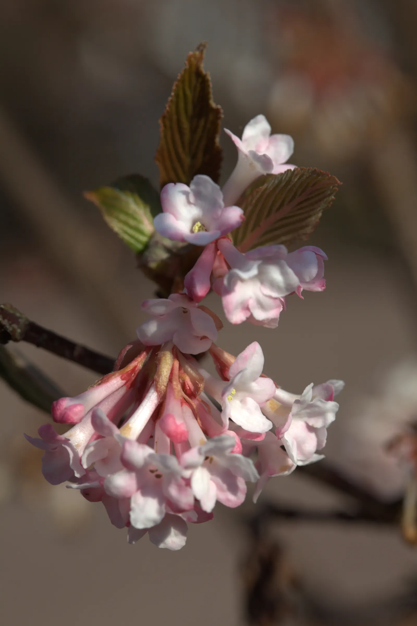 Pink Dawn Viburnum (Viburnum X Bodnantense 'Dawn') — making it a versatile choice for garden designs