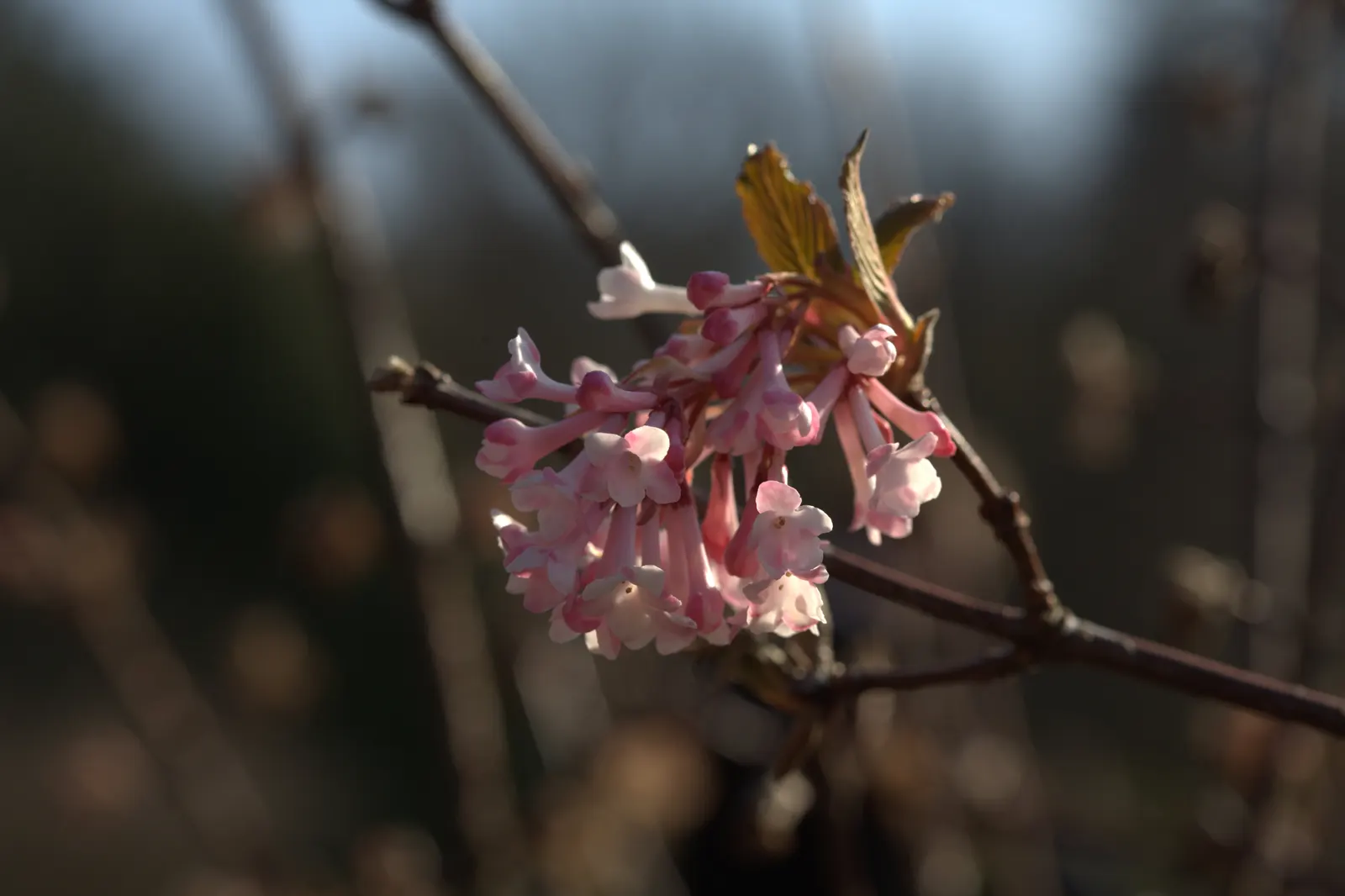Pink Dawn Viburnum (Viburnum X Bodnantense 'Dawn') — Celebrated for its fragrant