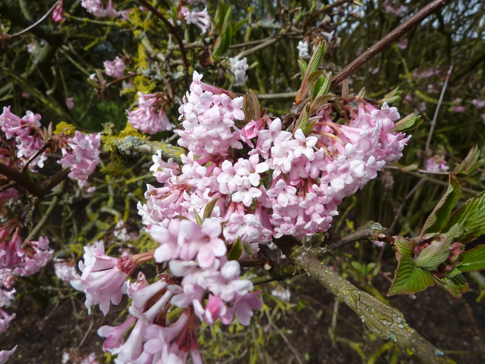 Pink Dawn Viburnum (Viburnum X Bodnantense 'Dawn') — ovate leaves that grow up to 4 inches long.<br><br>Upon reaching maturity