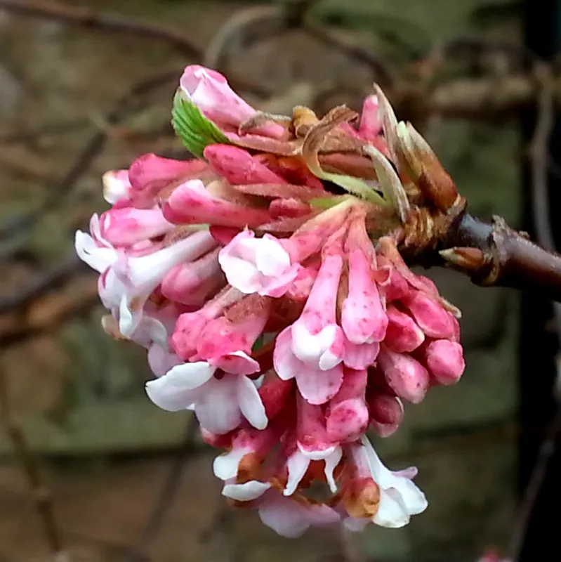 Pink Dawn Viburnum (Viburnum X Bodnantense 'Dawn') — this hardy plant enhances landscapes with a burst of color before many others awaken