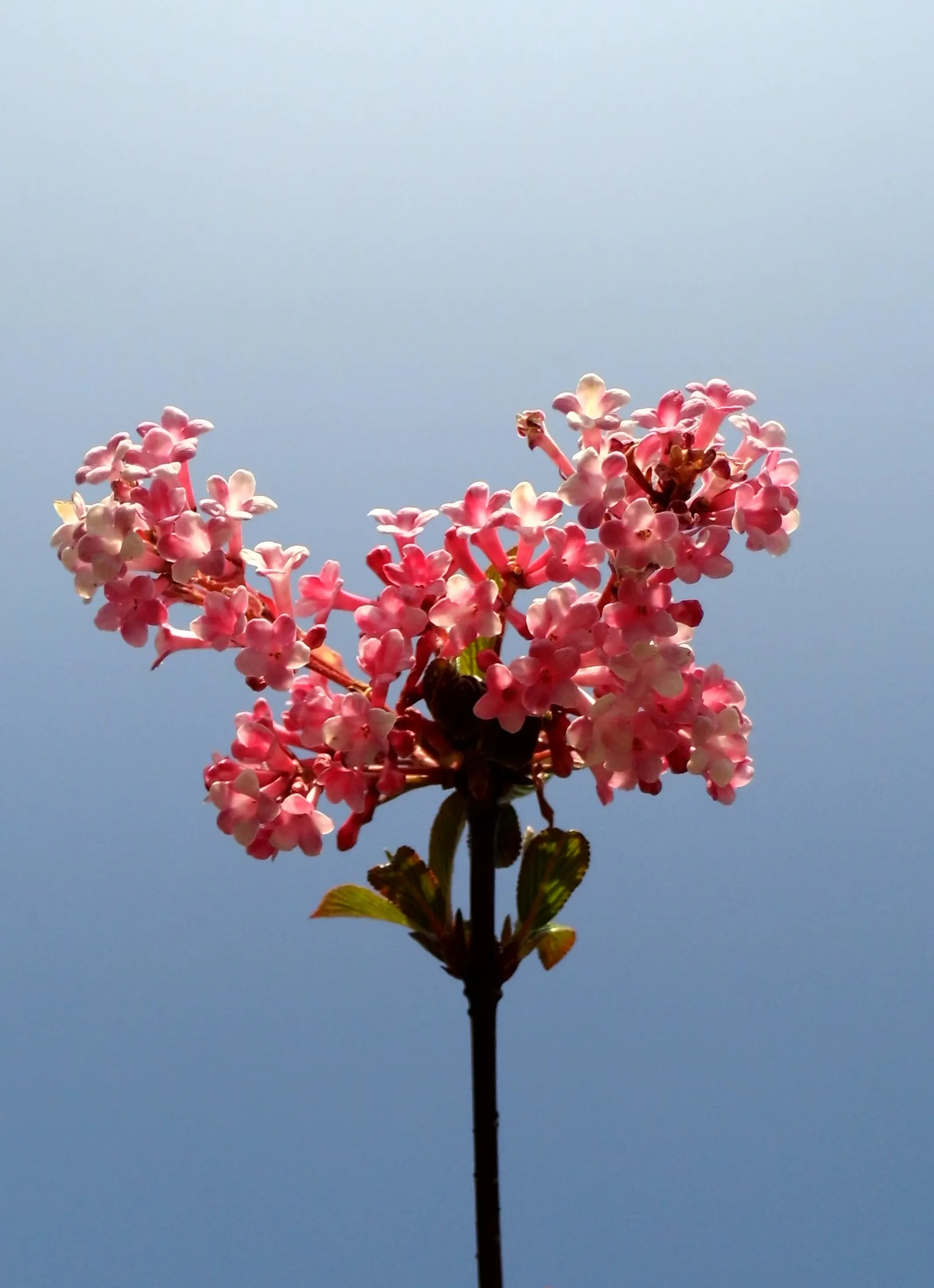 Pink Dawn Viburnum (Viburnum X Bodnantense 'Dawn') — is renowned for its clusters of fragrant