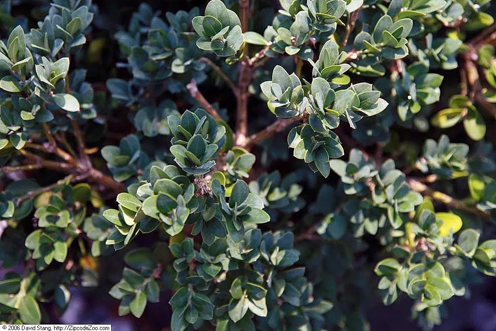 American Boxwood (Buxus Sempervirens) — contributing to its stately appearance.<br><br>For optimal growth
