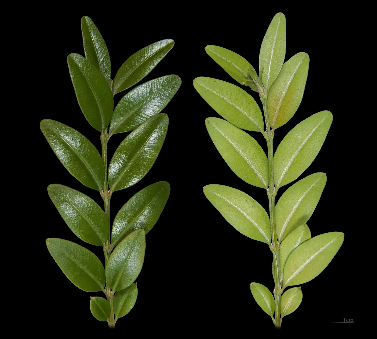 American Boxwood (Buxus Sempervirens) — popular for its dense foliage and classic