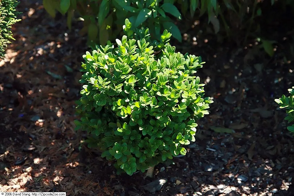 American Boxwood (Buxus Sempervirens) — requiring only seasonal pruning to maintain its dense