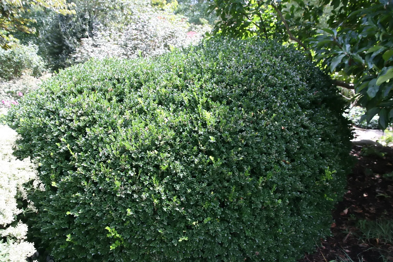 American Boxwood (Buxus Sempervirens) — its slow growth rate (about 1 to 2 inches per year) ensures it is manageable even for the novice gardener