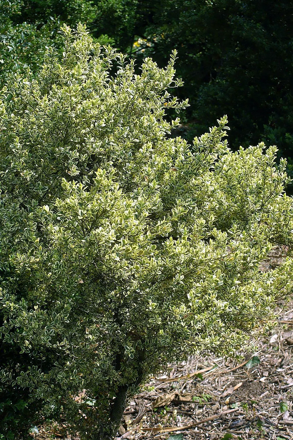 American Boxwood (Buxus Sempervirens) — with its enduring charm and minimal care requirements