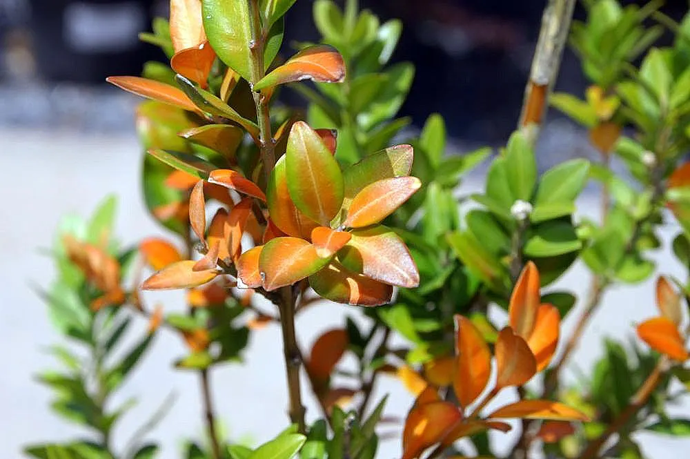 American Boxwood (Buxus Sempervirens) — Tolerant of trimming, this versatile plant prefers well-drained soil and partial to full sun exposure