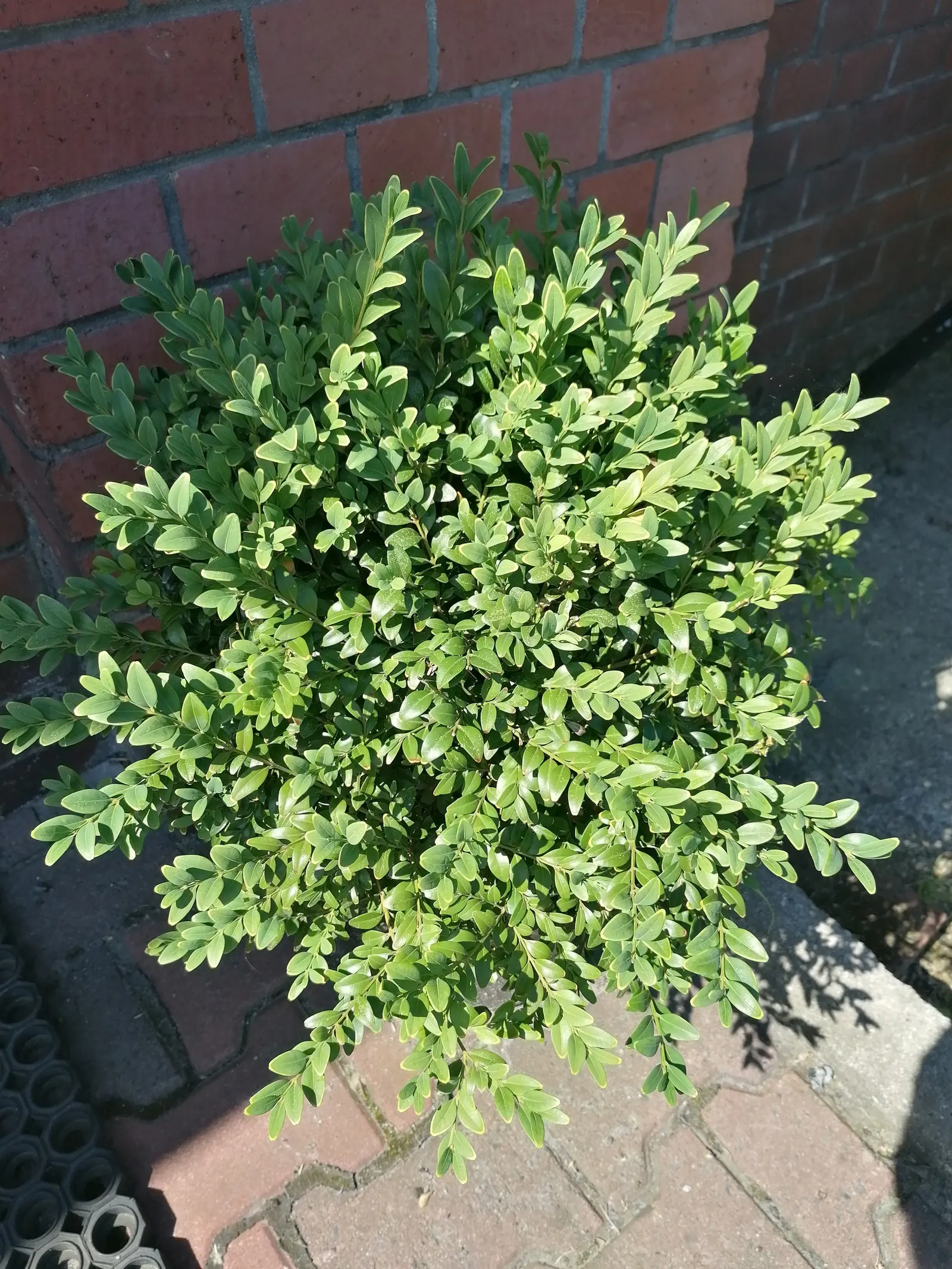 American Boxwood (Buxus Sempervirens) — making it ideal for formal gardens where precise shapes are desired through topiary or for creating timeless