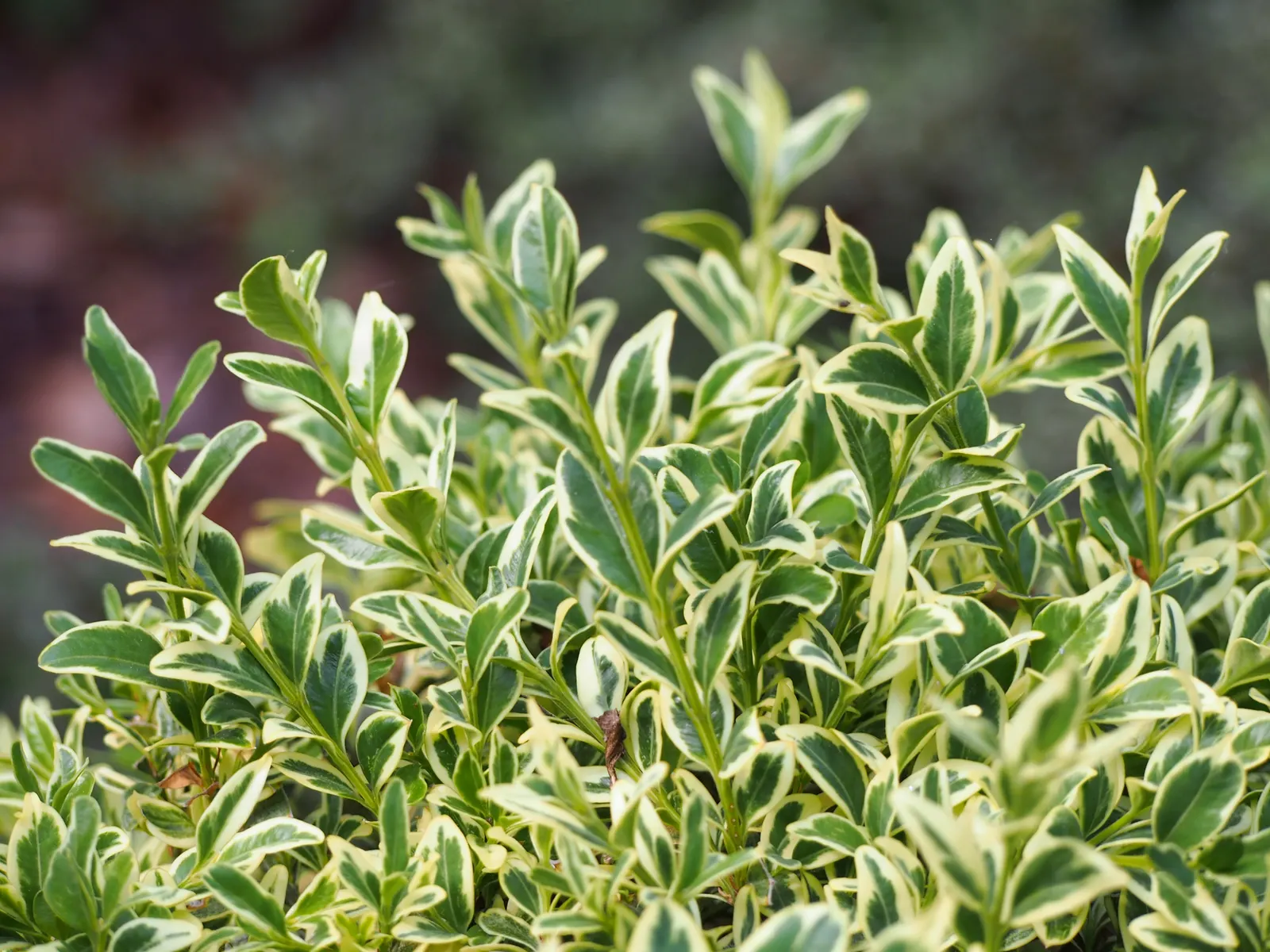 American Boxwood (Buxus Sempervirens) — Buxus sempervirens should be planted in well-drained soil and can thrive in both full sun and partial shade