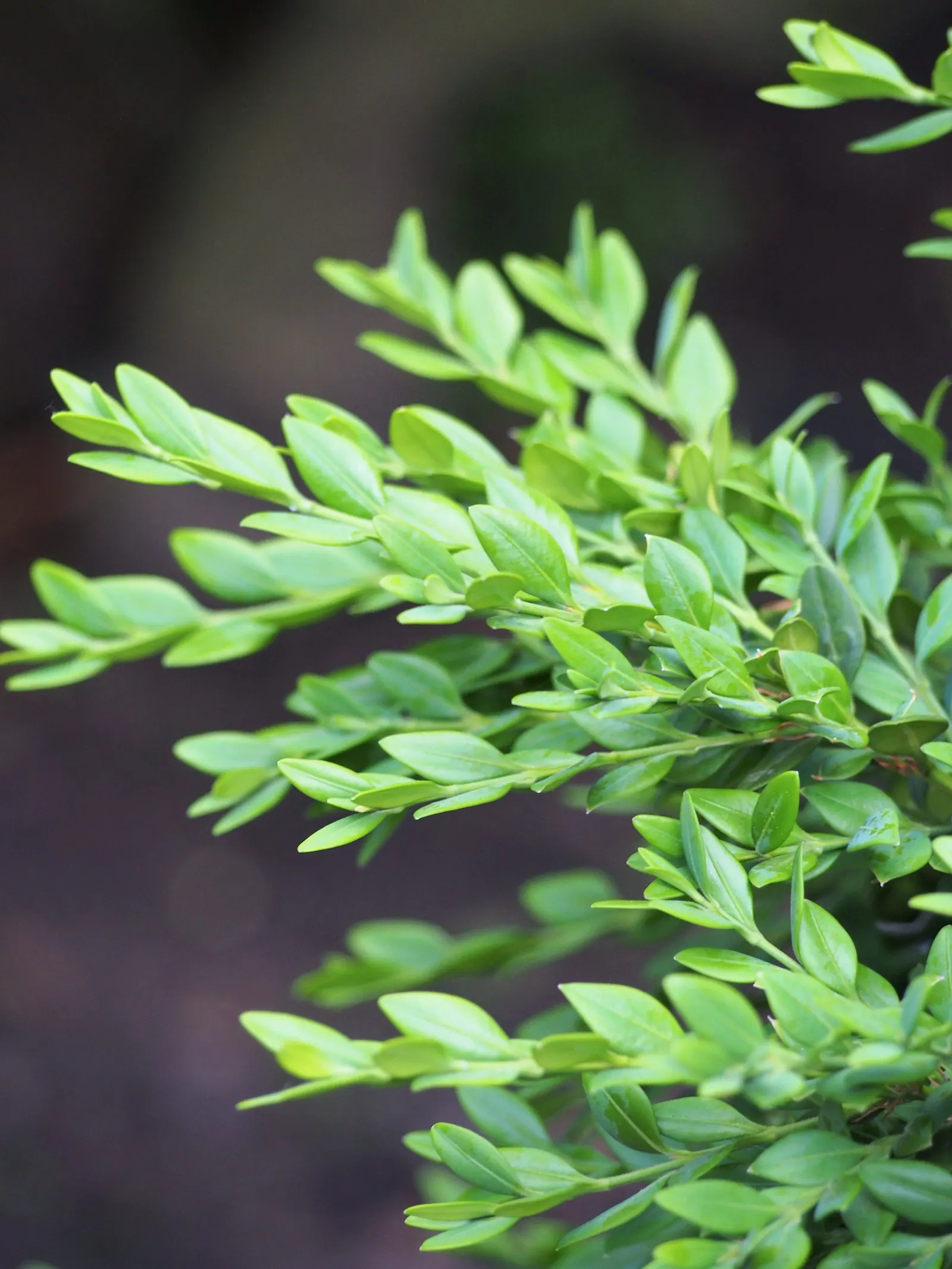 American Boxwood (Buxus Sempervirens) — it's essential to emphasize the low maintenance aspect of the American Boxwood