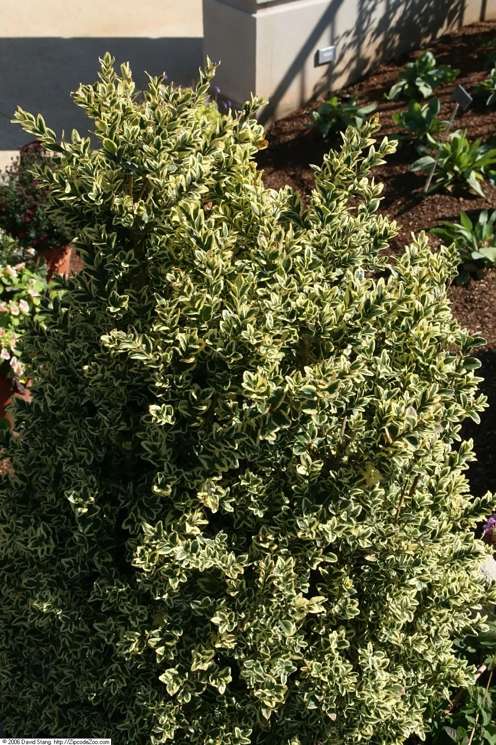 American Boxwood (Buxus Sempervirens) — that this shrub prefers slightly acidic to slightly alkaline pH in the soil