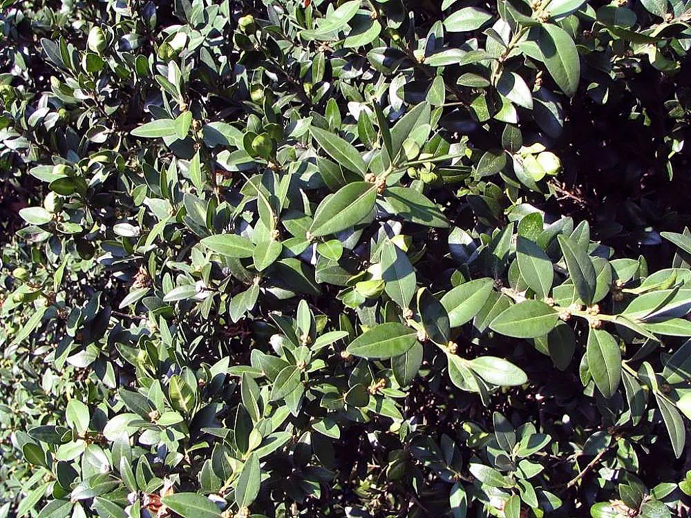American Boxwood (Buxus Sempervirens) — dark green leaves that hold their color throughout the seasons