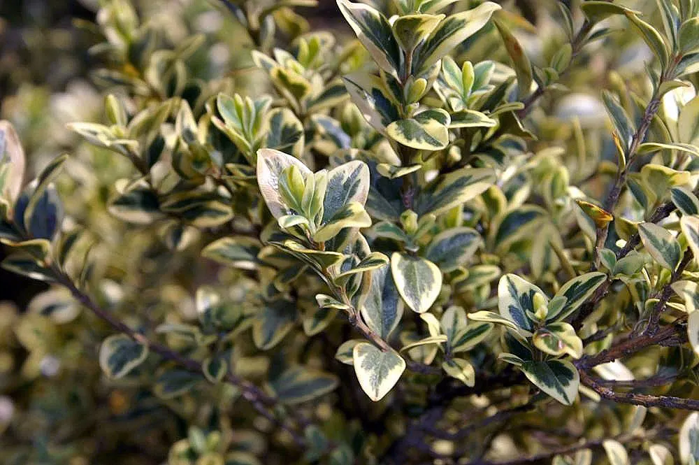 American Boxwood (Buxus Sempervirens) — This plant is hardy in USDA zones 5 to 8 and exhibits resistance to boxwood blight