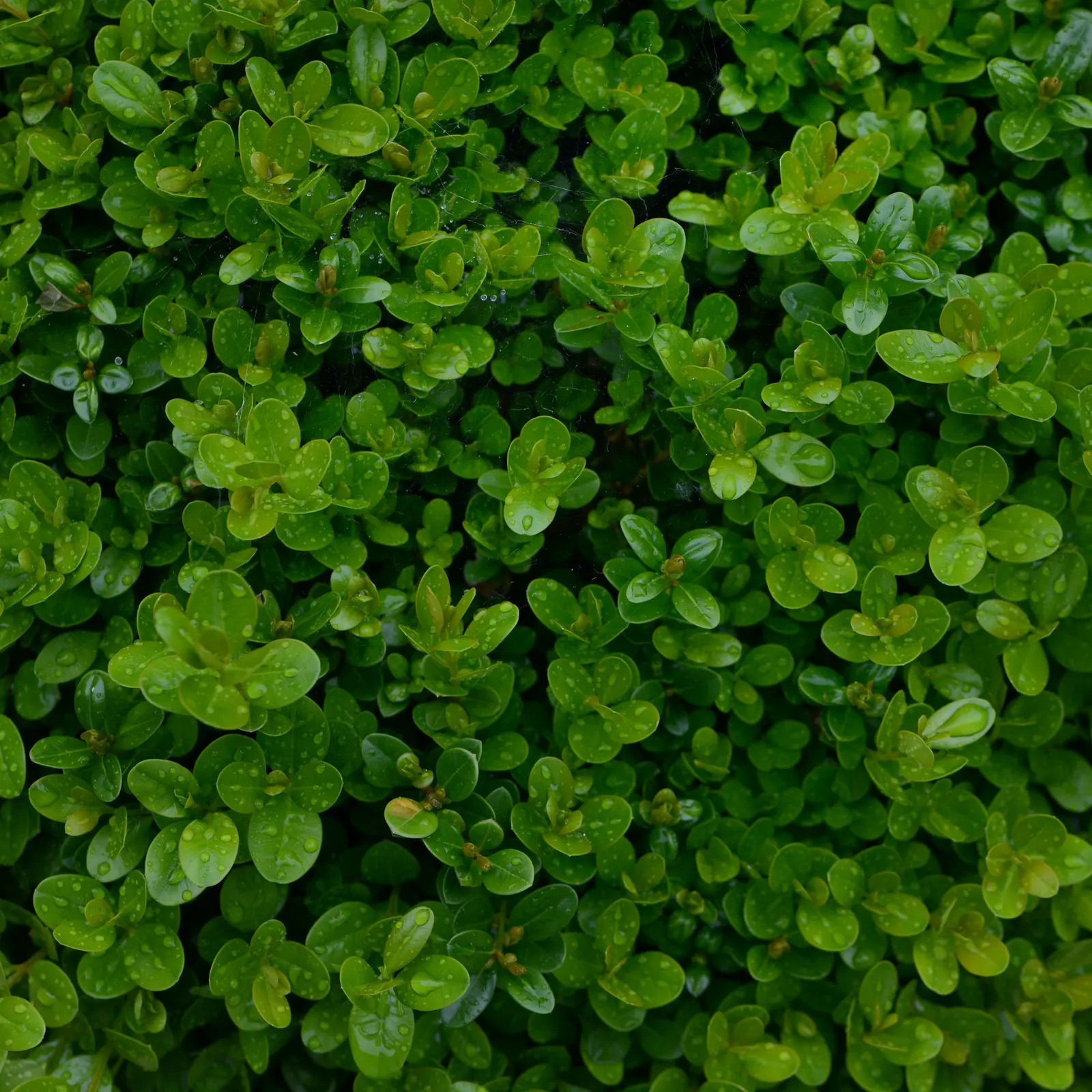 American Boxwood (Buxus Sempervirens) — This classic hedging plant is native to Europe