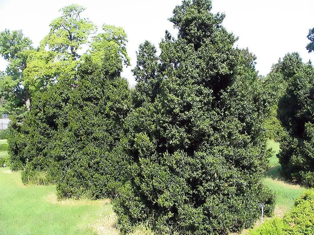 American Boxwood (Buxus Sempervirens) — the American Boxwood reaches a height of 5 to 15 feet and a similar spread