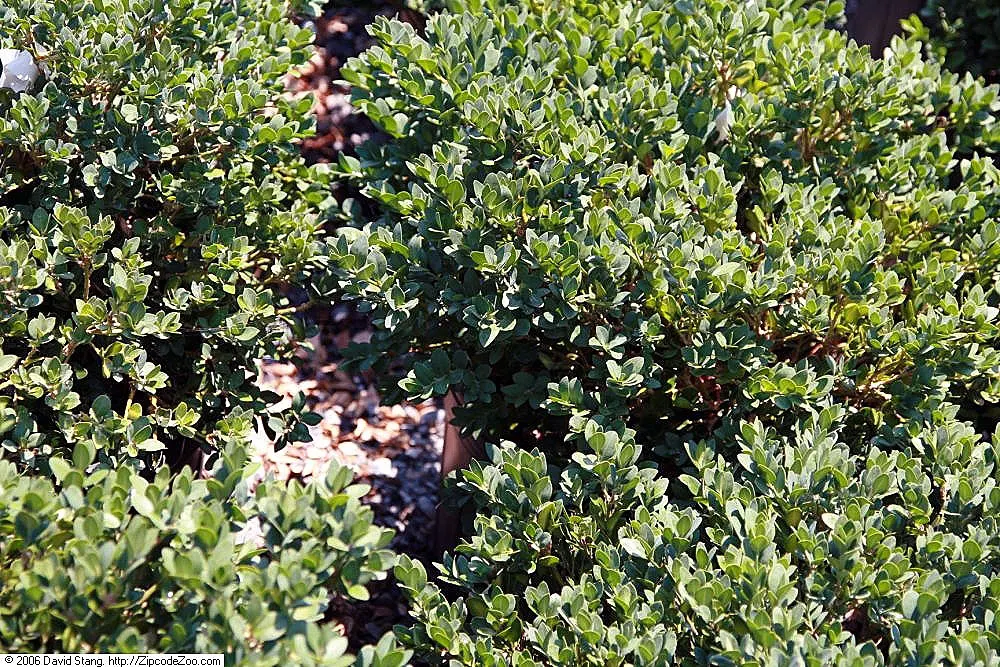 American Boxwood (Buxus Sempervirens) — making it a robust option for a variety of landscapes.<br><br>When communicating these details to the client