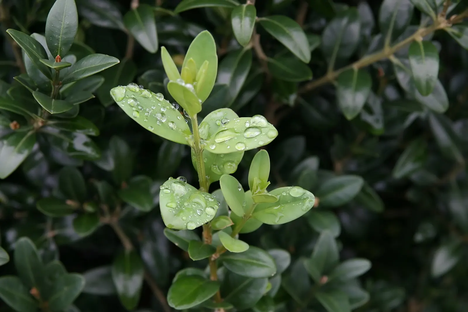 American Boxwood (Buxus Sempervirens) — Ideal for hedges and topiaries, it matures to about 5-20 feet in height with a spread of 5-15 feet
