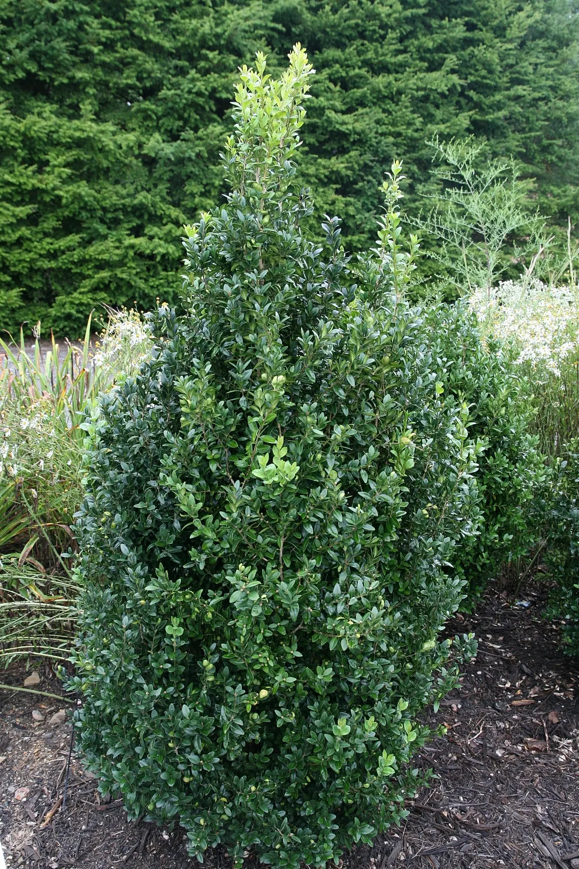 American Boxwood (Buxus Sempervirens) — Adaptable to various climates, it accentuates landscapes with a stately, green presence all year round