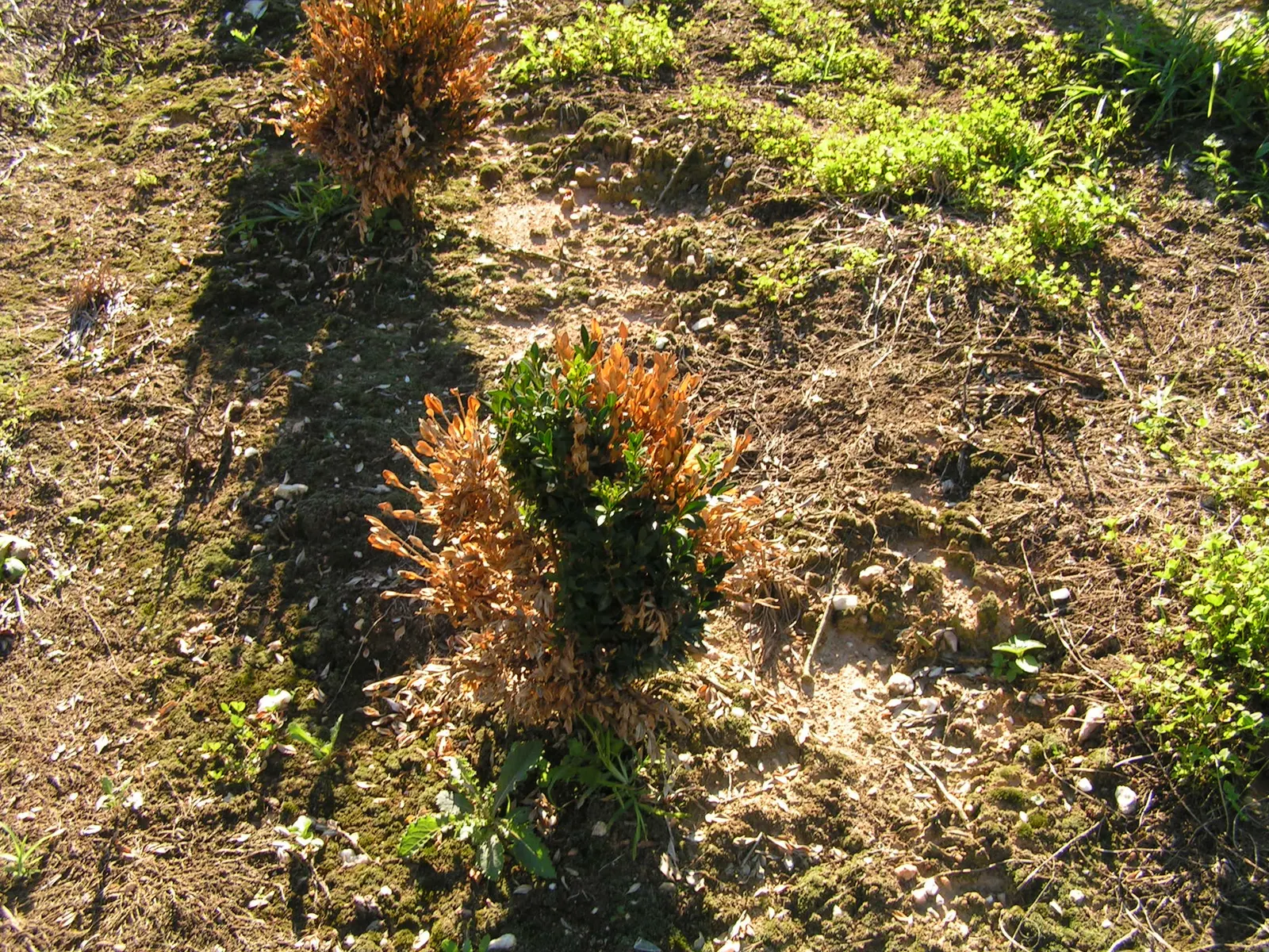 American Boxwood (Buxus Sempervirens) — American Boxwood (Buxus sempervirens) is a robust evergreen shrub