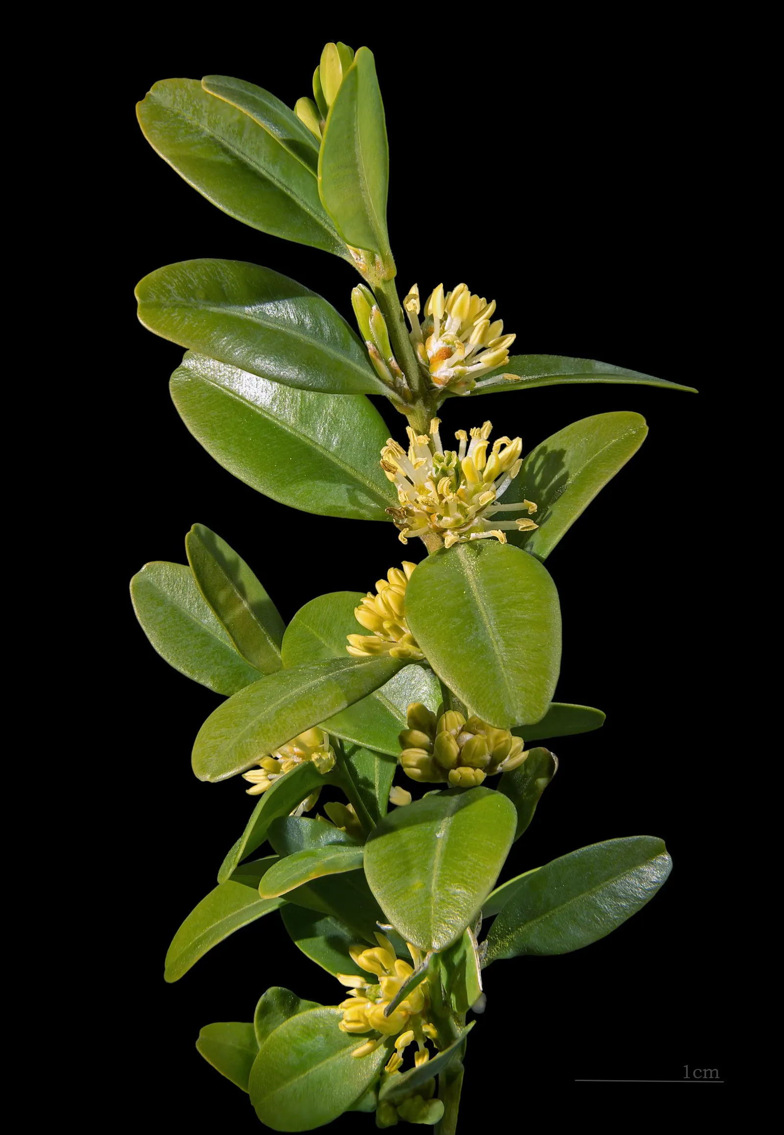 American Boxwood (Buxus Sempervirens) — scientifically known as Buxus sempervirens