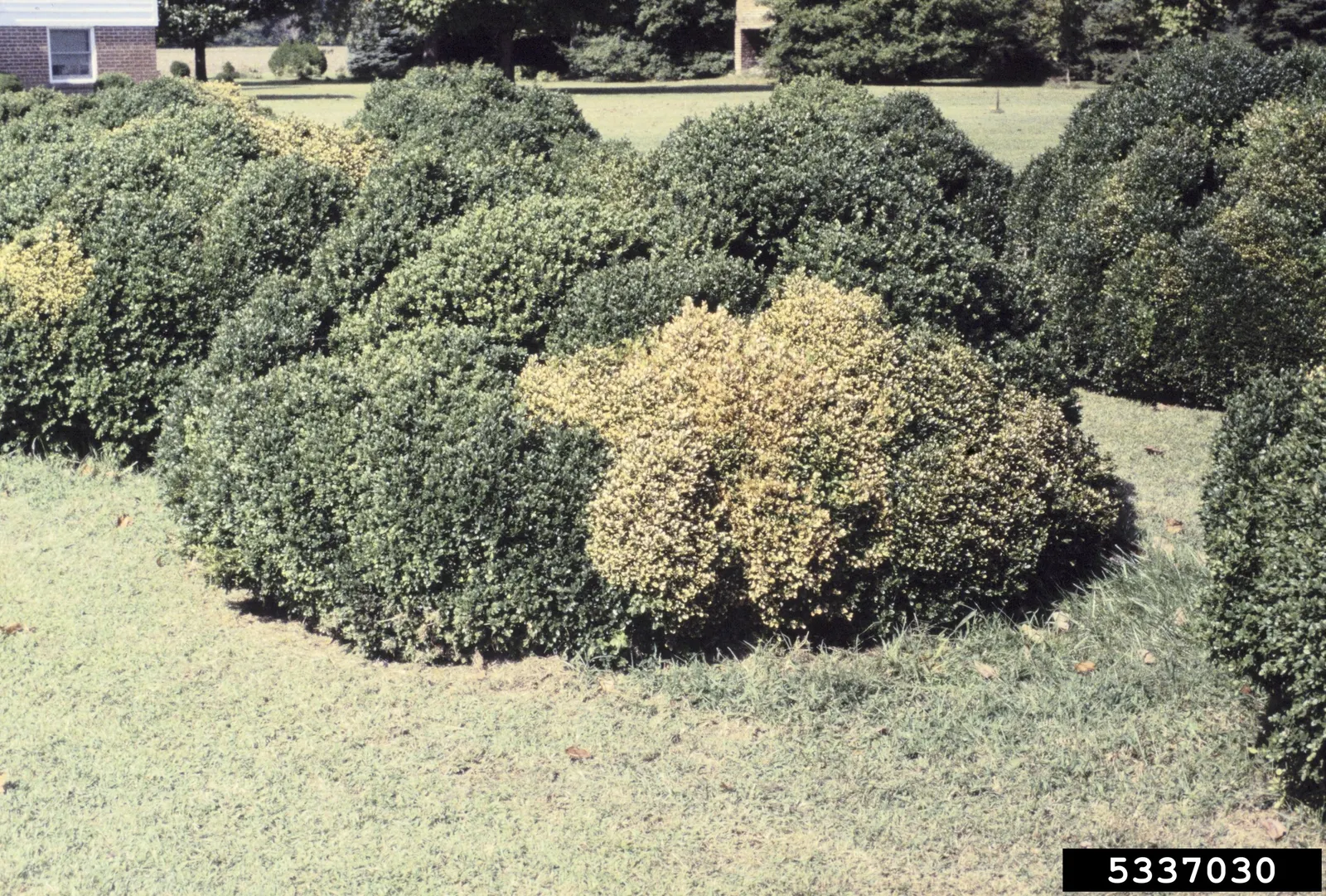 American Boxwood (Buxus Sempervirens) — which should be taken into account when preparing the garden's foundation.<br><br>In summary
