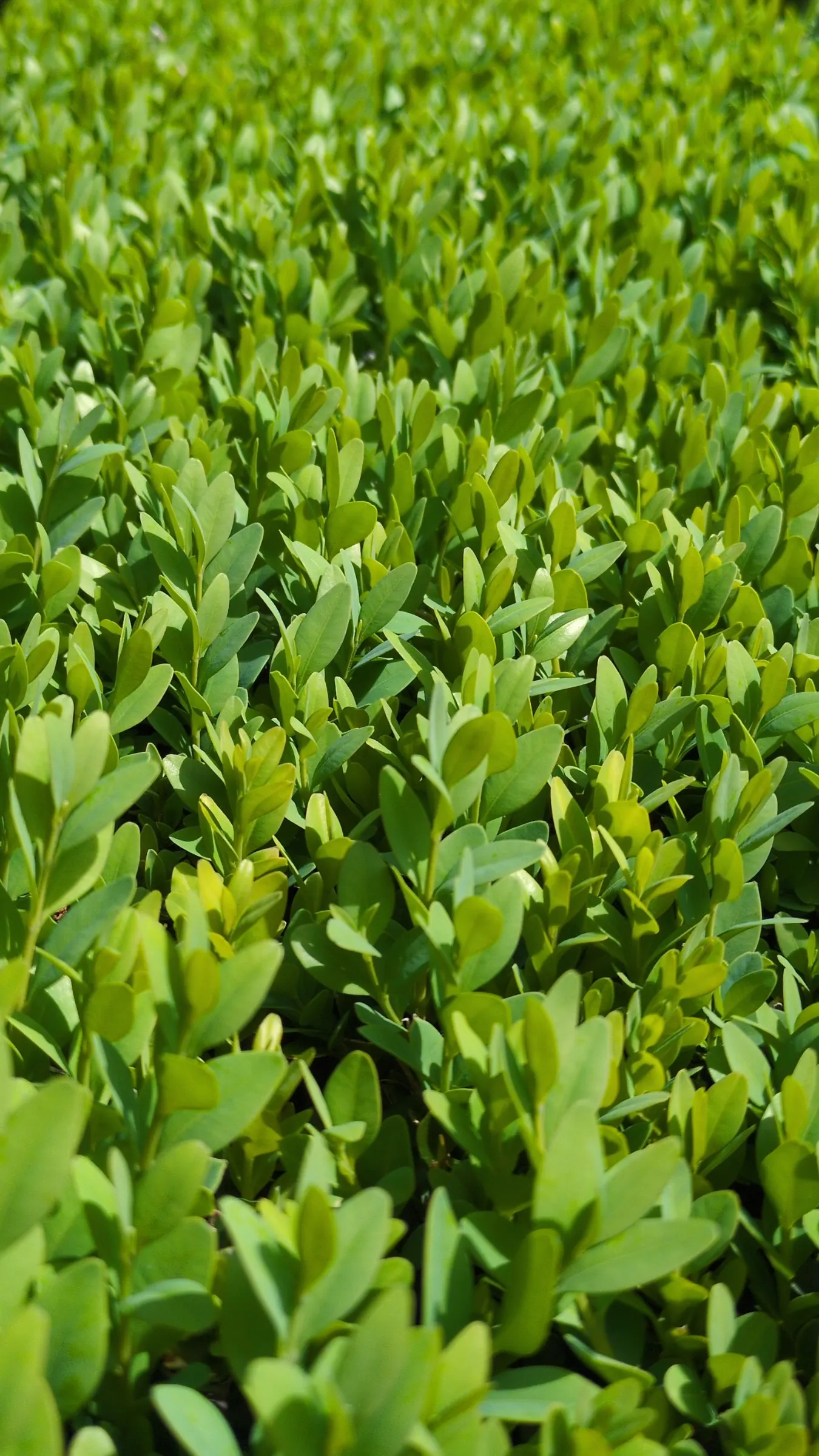 American Boxwood (Buxus Sempervirens) — is a versatile and evergreen shrub that provides year-round interest in any landscape design