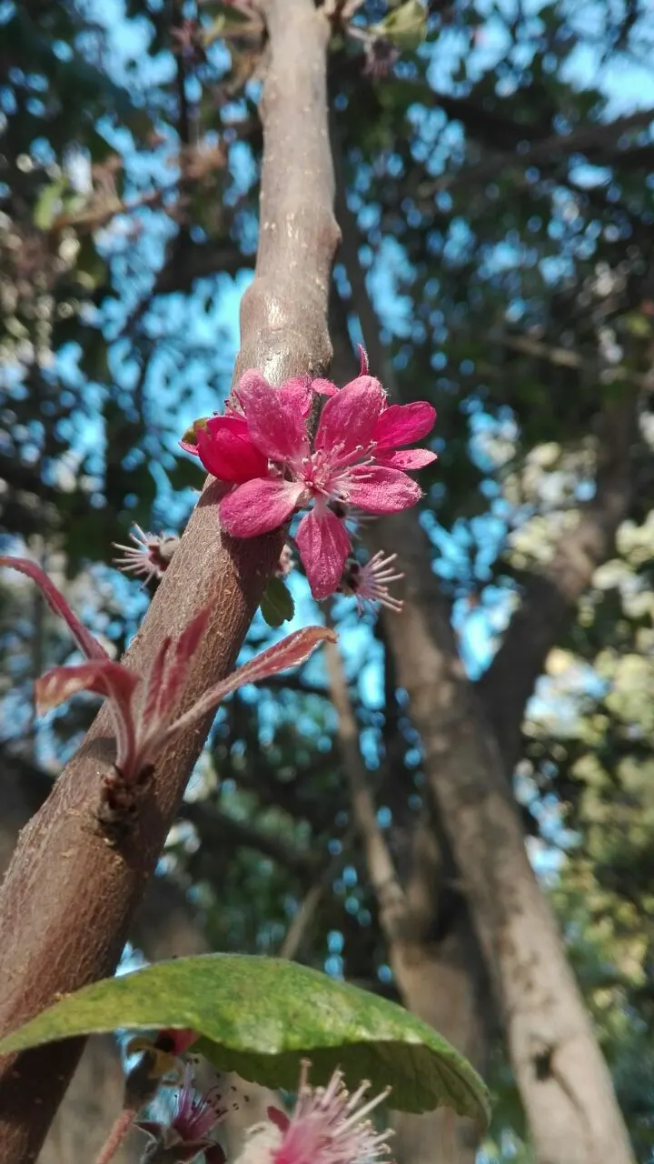 Japanese Flowering Crabapple (Malus Floribunda) — it thrives in USDA hardiness zones 4 through 8
