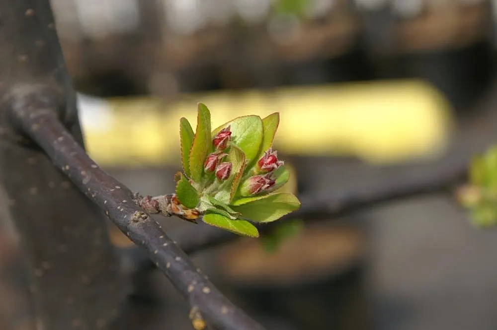 Japanese Flowering Crabapple (Malus Floribunda) — Its compact size also makes it suitable for smaller gardens and urban settings; attract, image 62