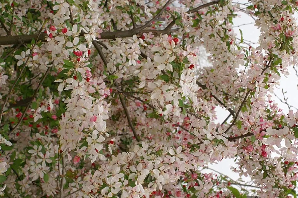 Japanese Flowering Crabapple (Malus Floribunda) — about 1.5 inches in diameter; add interest from late summer through fall and can persist into the winter